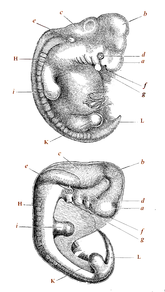 Fig. 1. Upper figure human embryo, from Ecker.