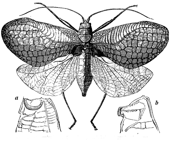 Fig. 12. Chlorocœlus Tanana (from Bates), a , b .