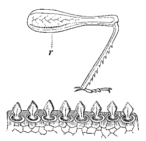 Fig. 13.