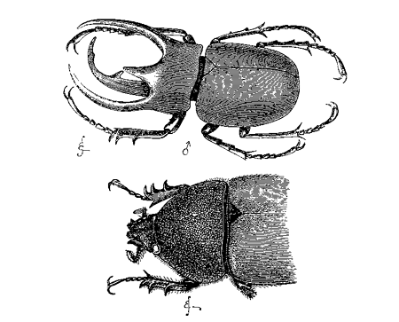 Fig. 15. Chalcosoma atlas.