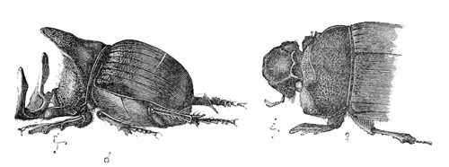 Fig. 16. Copris isidis.