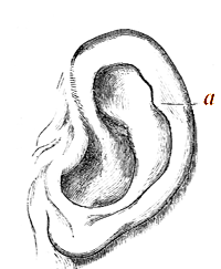 Fig. 2. Human Ear, modelled and drawn by Mr.