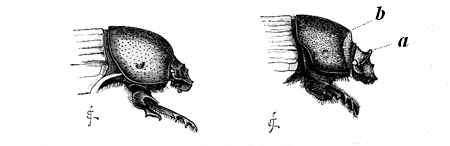 Fig. 21. Left-hand figure, male of Onitis furcifer, viewed laterally.