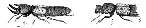 Fig. 22. Bledius taurus, magnified.