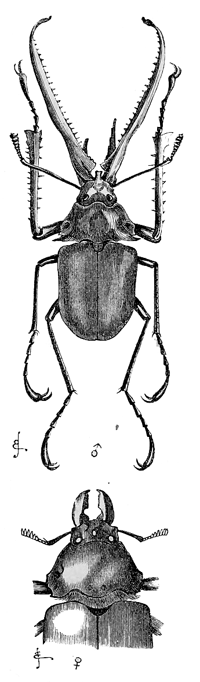 Fig. 23. Chiasognathus grantii, reduced.