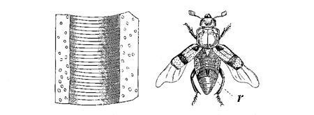 Fig. 24. Necrophorus (from Landois).