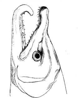 Fig. 26. Head of male of common salmon ( Salmo salar ) during the breeding-season.