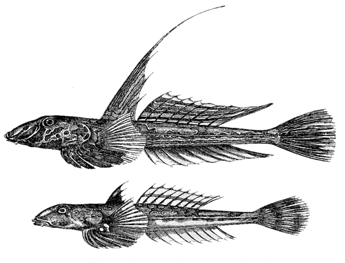 Fig. 28. Callionymus lyra .