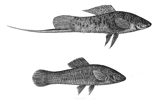 Fig. 29. Xiphophorus Hellerii .