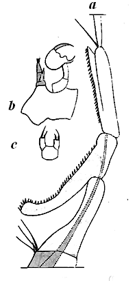 Fig. 3. Labidocera Darwinii, (from Lubbock).