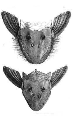 Fig. 30. Plecostomus barbatus .