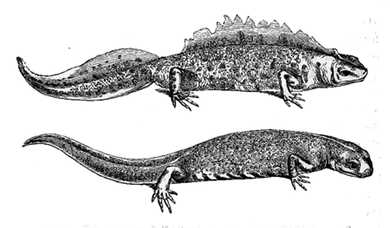 Fig. 31. Triton cristatus (half natural size, from Bell’s ‘British Reptiles’).