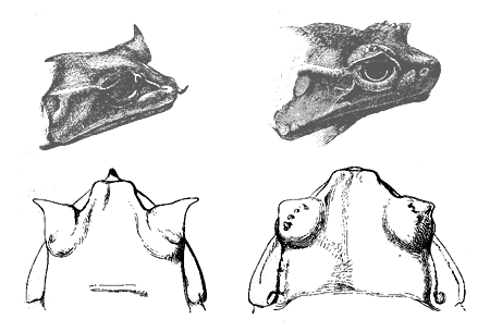 Fig. 32. Megalophrys montana .