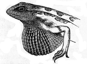 Fig. 33. Sitana minor .