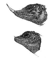 Fig. 34. Ceratophora Stoddartii .