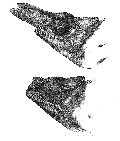 Fig. 35. Chamæleon bifurcus .