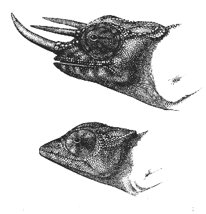 Fig. 36. Chamæleon Owenii .