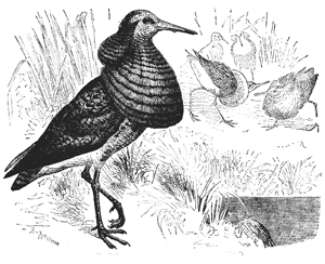 Fig. 37. The Ruff or Machetes pugnax (from Brehm’s ‘Thierteben’).