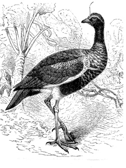 Fig. 38.