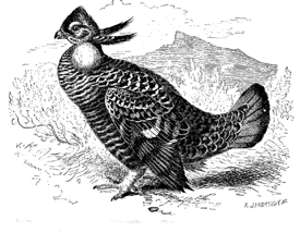Fig. 39. Tetrao cupido ; male.