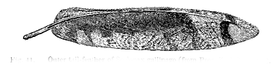 Fig. 41. Outer tail-feather of Scolopax gallinago (from Proc.