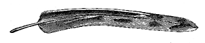 Fig. 42. Outer tail-feather of Scolopax frenata .
