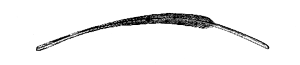 Fig. 43. Outer tail-feather of Scolopax javensis .