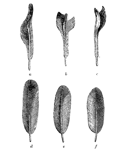Fig. 45. Secondary wing-feathers of Pipra deliciosa (from Mr.