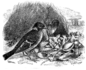 Fig. 46. Bower-bird, Chlamydera maculata, with bower (from Brehm).