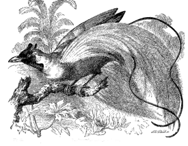Fig. 47. Paradisea rubra , male (from Brehm).