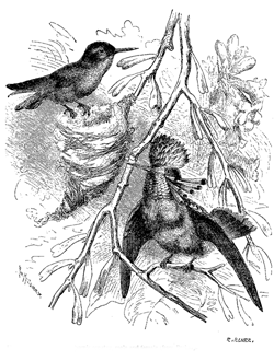 Fig. 48. Lophornis ornatus , male and female (from Brehm).