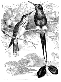 Fig. 49. Spathura underwoodi , male and female (from Brehm).