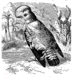 Fig. 50. Rupicola crocea , male (from Brehm).