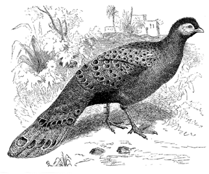 Fig. 51. Polyplectron chinquis .