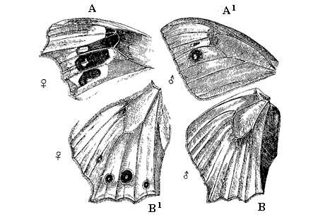 Fig. 52. Cyllo leda , Linn.