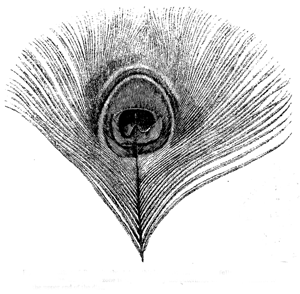Fig. 53. Feather of Peacock, about two-thirds of natural size, carefully drawn by Mr.