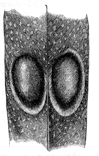 Fig. 54. Part of a tail-covert of Polyplectron chinquis , with two oval ocelli of nat.
