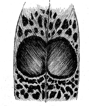 Fig. 55.