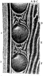 Fig. 56.