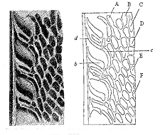 Fig. 58.