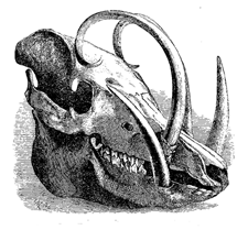 Fig. 64. Skull of the Babirusa Pig (from Wallace’s ‘Malay Archipelago’).