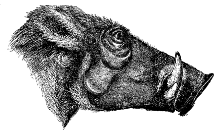 Fig. 65. Head of Æthiopian Wart-hog, from ‘Proc.