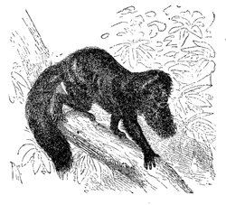 Fig. 66. Pithecia Satanas , male (from Brehm).