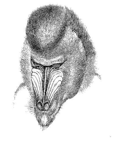 Fig. 67. Head of male Mandrill (from Gervais, ‘Hist.