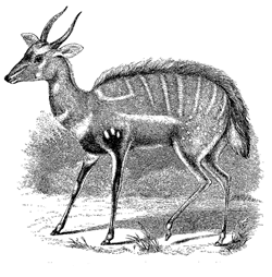 Fig. 68. Tragelaphus scriptus , male (from the Knowsley Menagerie).