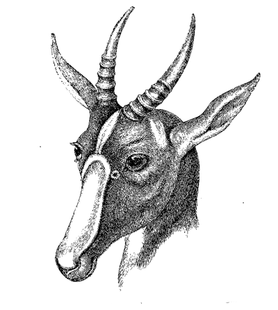 Fig. 69. Damalis pygarga , male (from the Knowsley Menagerie).