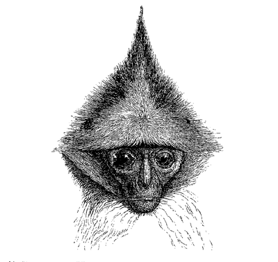 Fig. 70. Head of Semnopithecus rubicundus .