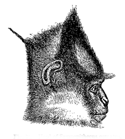 Fig. 71.