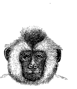 Fig. 72. Head of Cebus capucinus .
