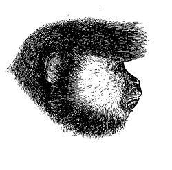 Fig. 74. Head of Cebus vellerosus .